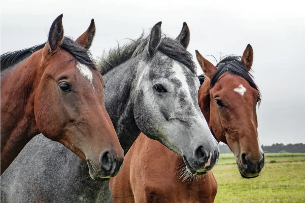 Horses in Meadow