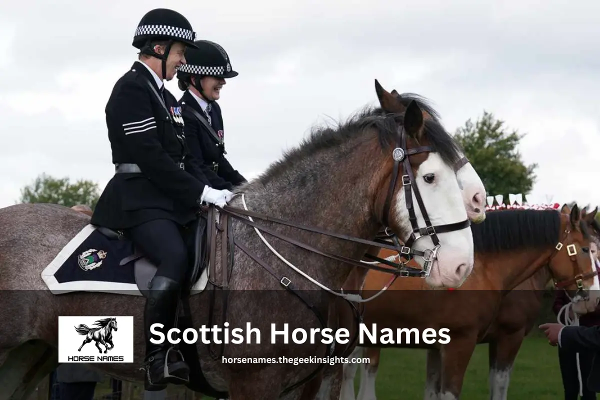 Scottish Horse Names A Guide to Unique and Traditional Selections