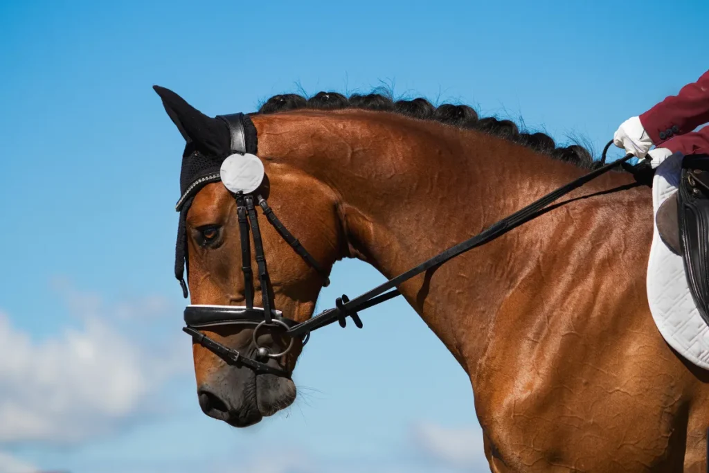 Bay Horse