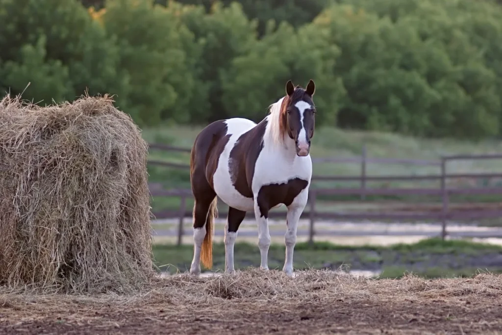 American Paint Horse Names