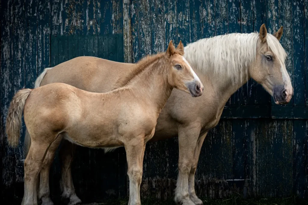 American Cream Draft