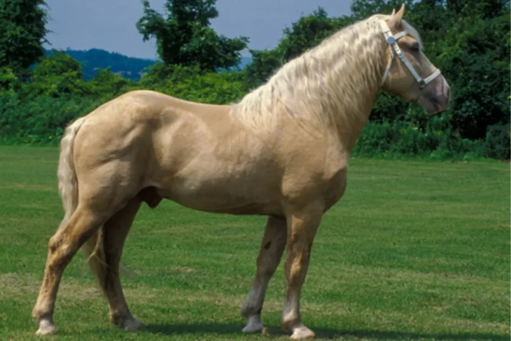 American Cream Draft Horse