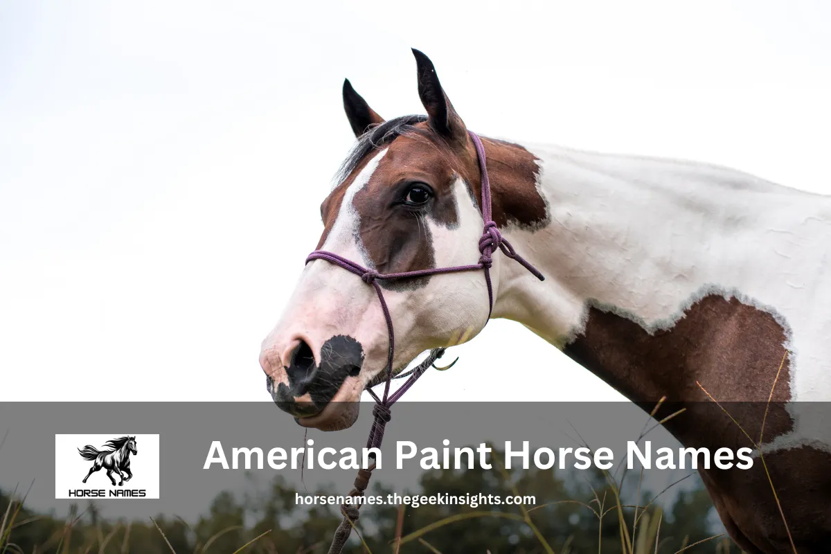 American Paint Horse Names