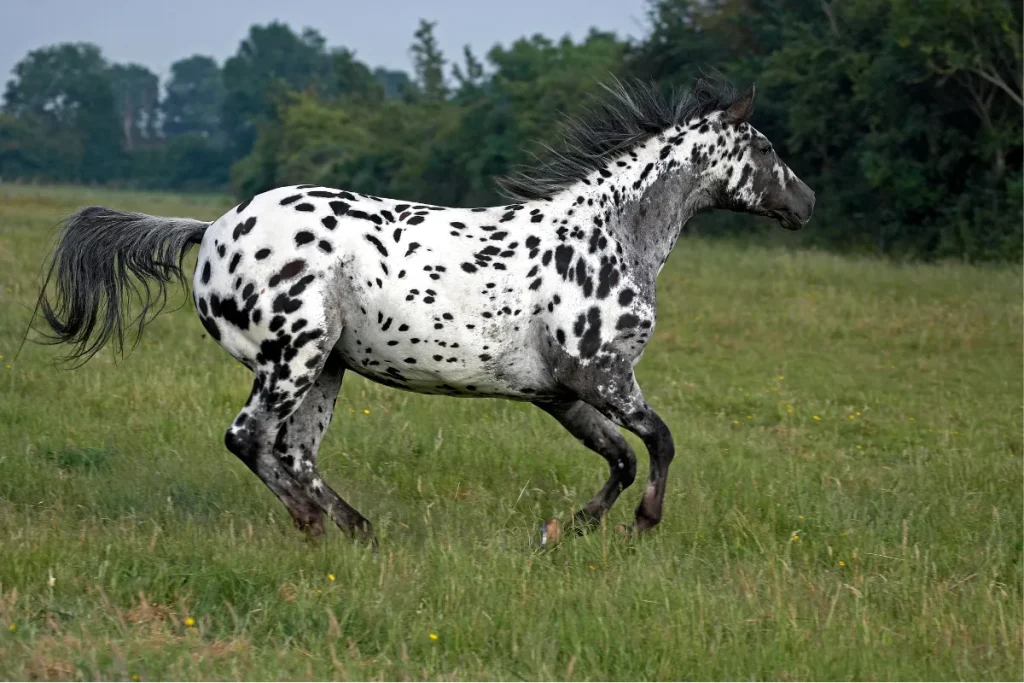 Appaloosa