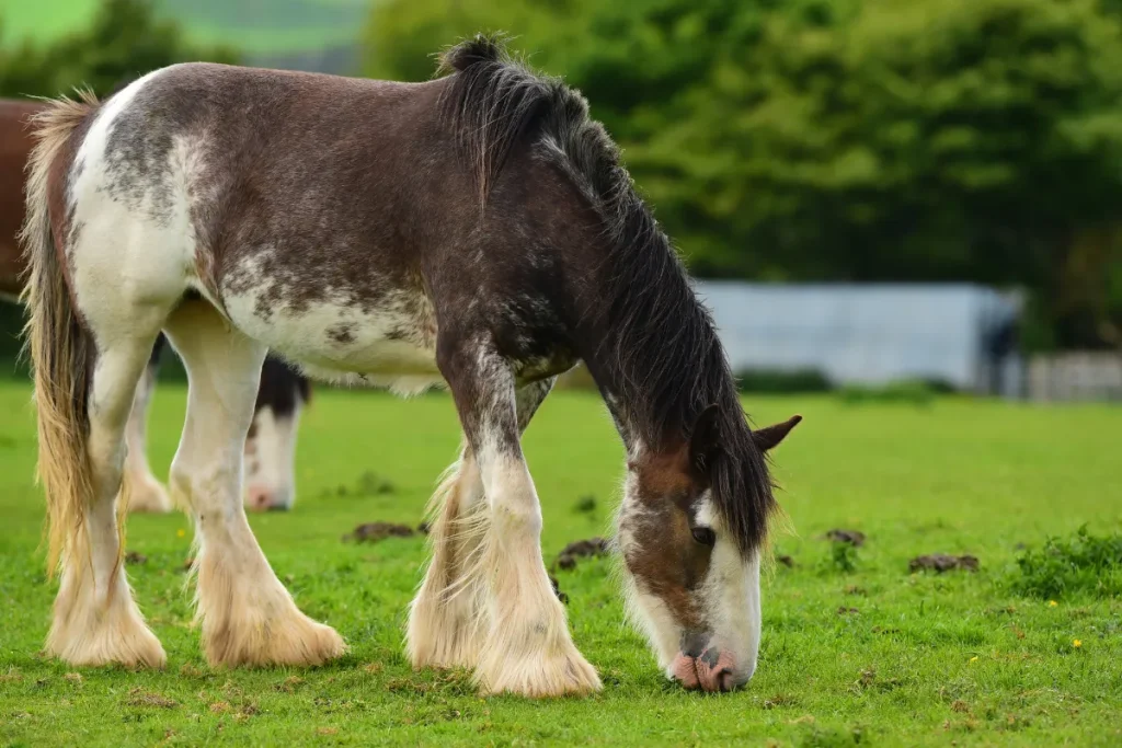 Clydesdale Horse