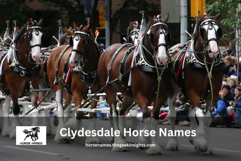 Clydesdale Horse Names