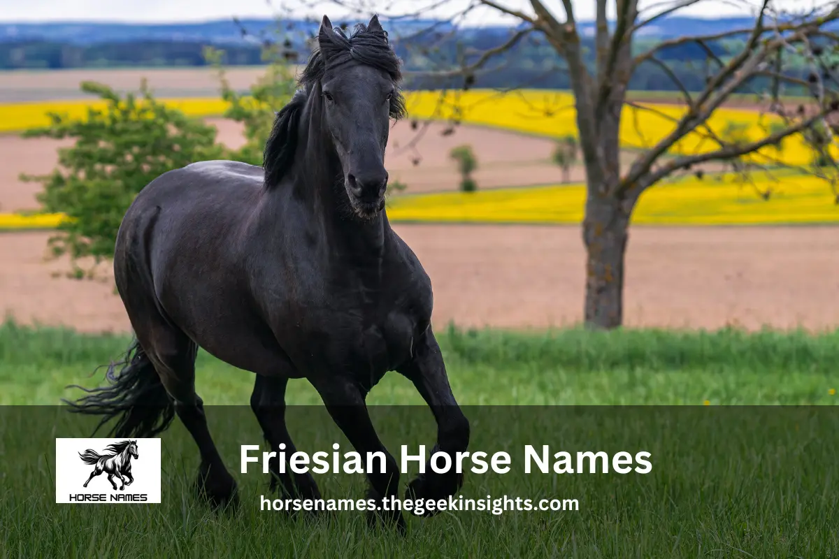 Friesian Horse Names