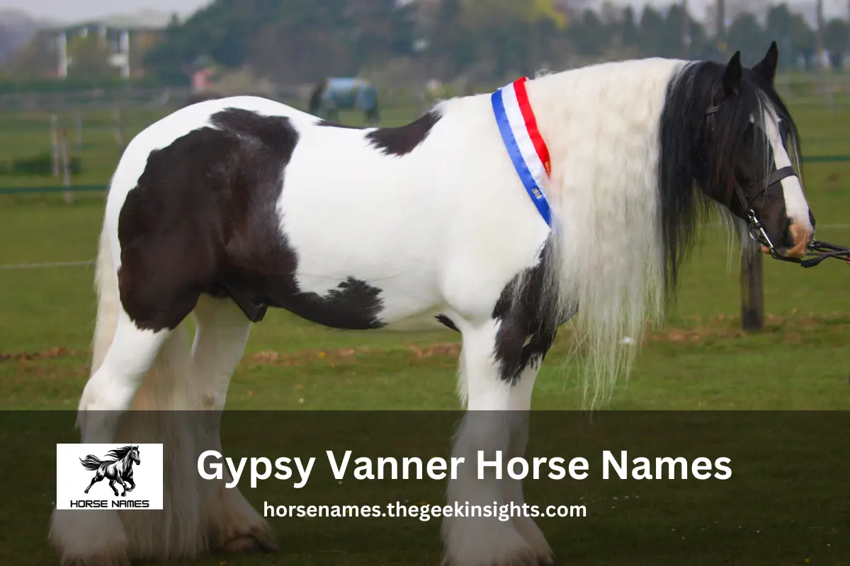 Gypsy Vanner Horse Names