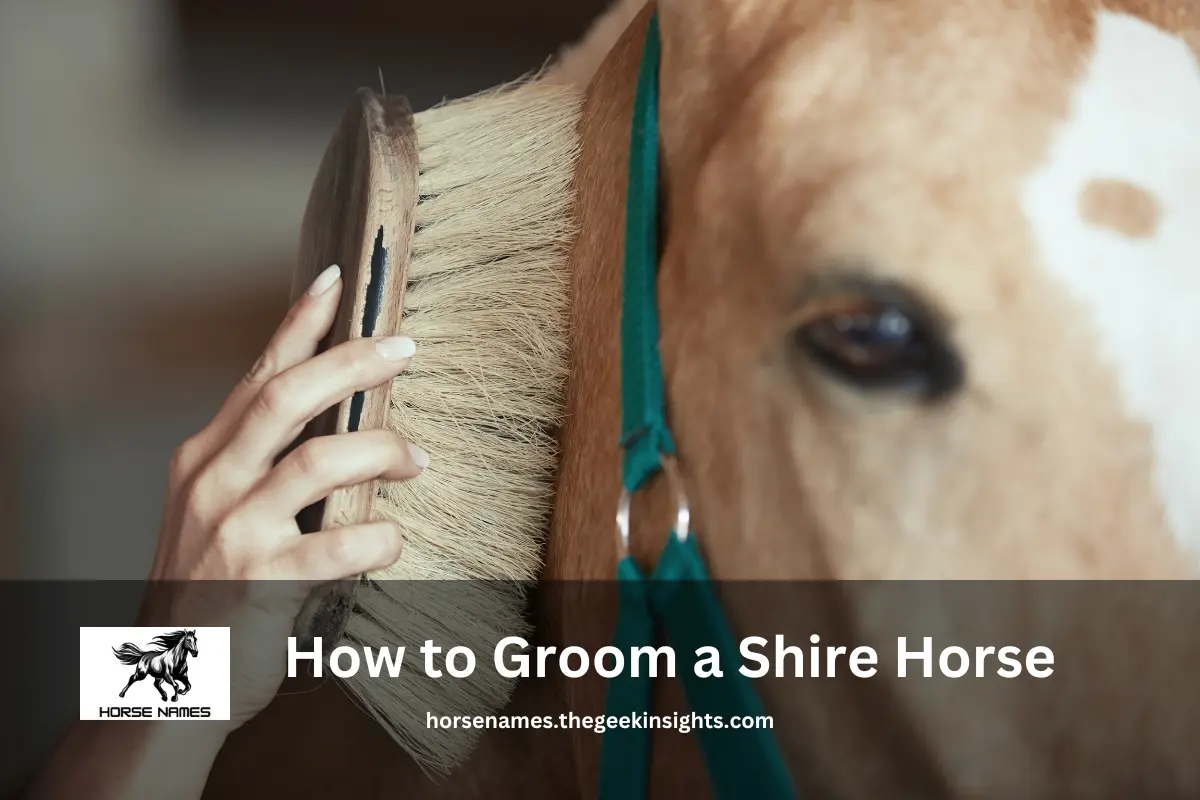 How to Groom a Shire Horse