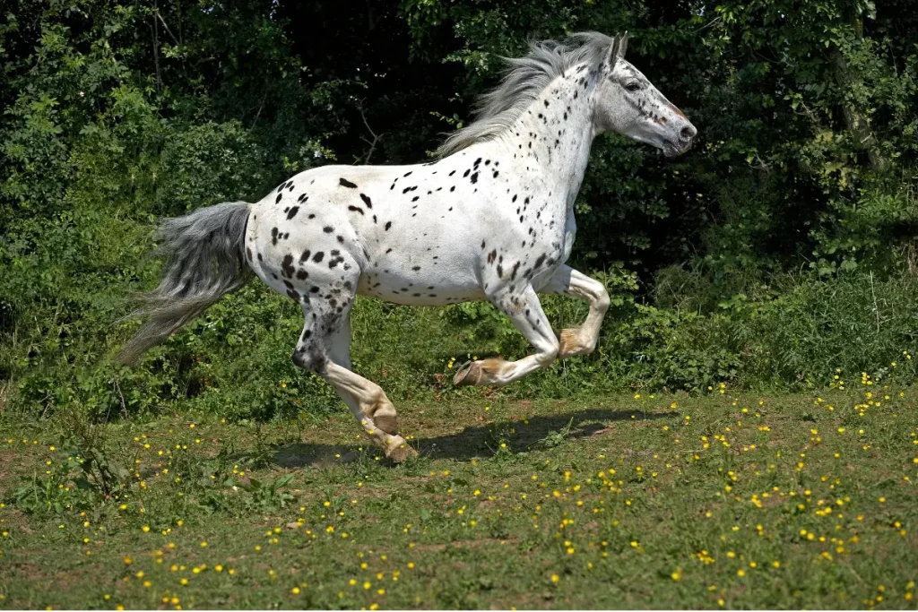 Nez Perce Horse