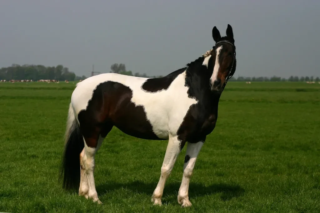 Paint Horse Standing