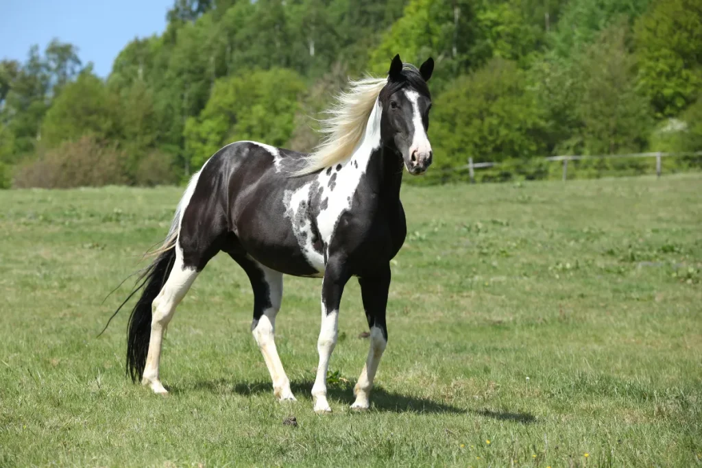 black and white Paint Horse 