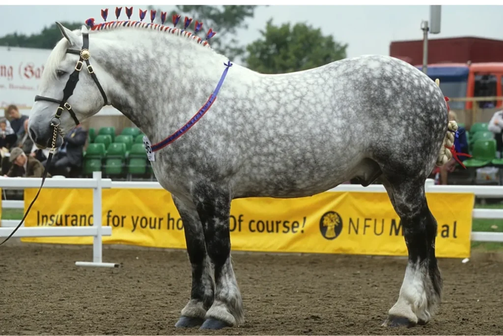 Percheron Horse