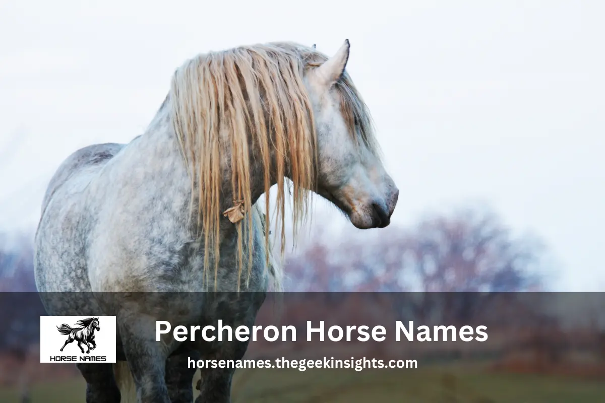 Percheron Horse Names
