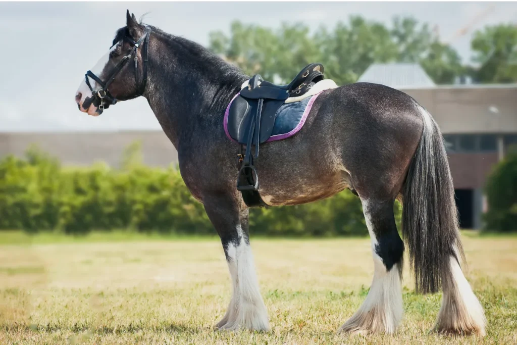 Shire Horse