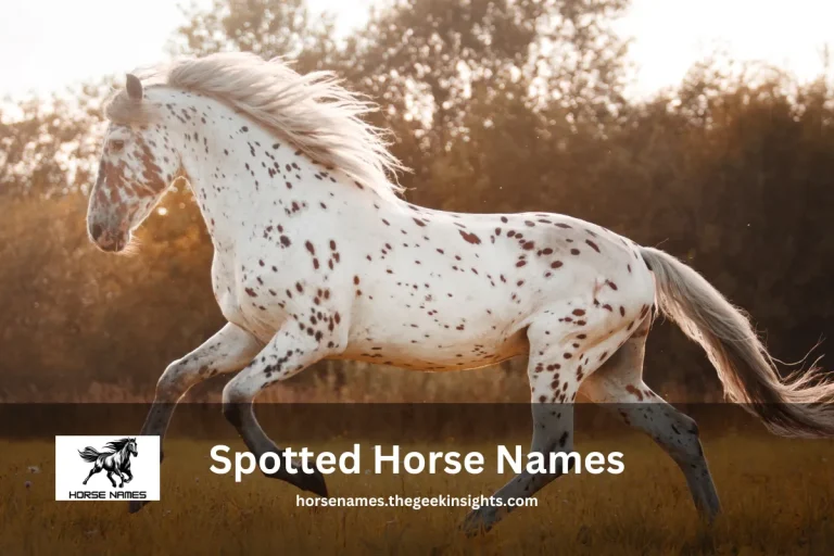 Spotted Horse Names