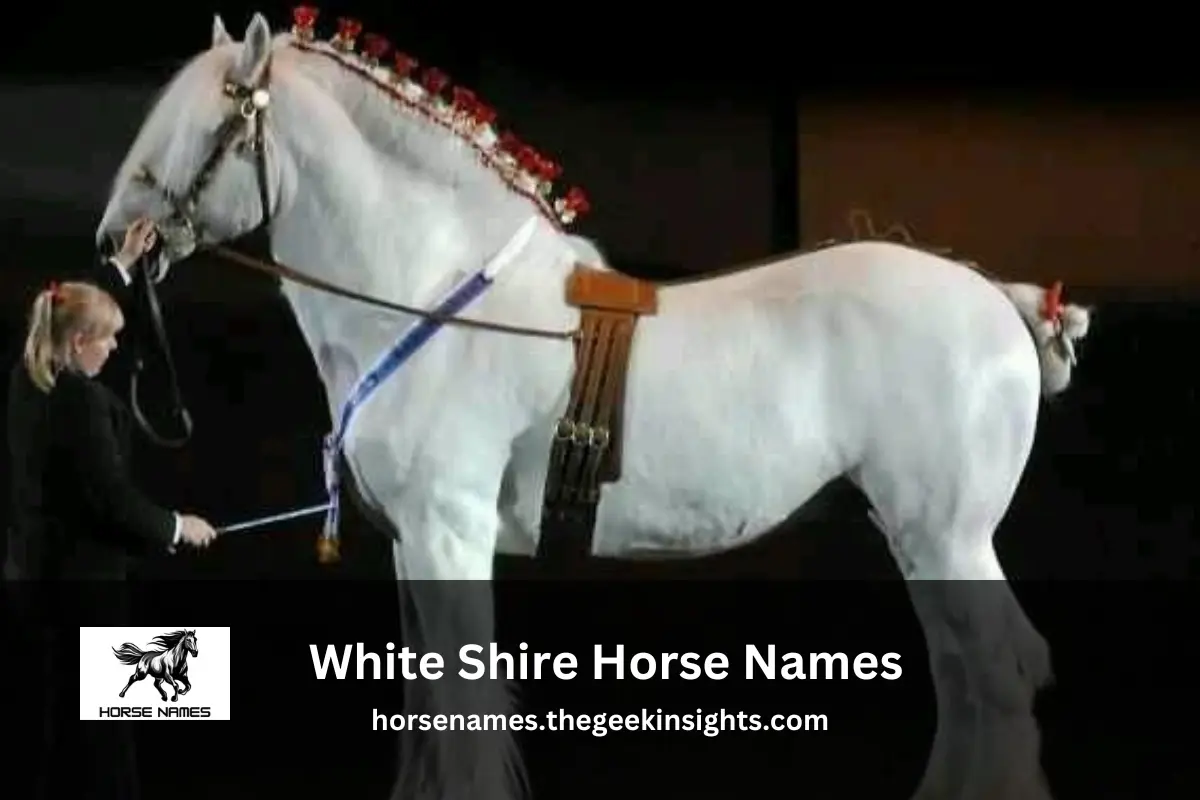 White Shire Horse Names