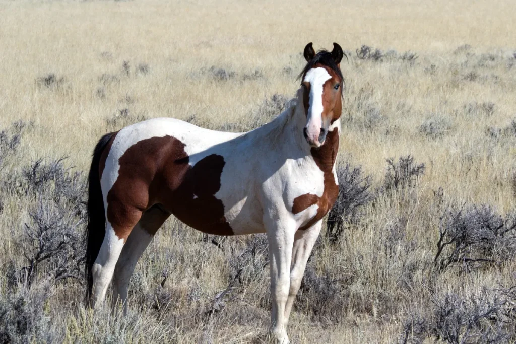 Mustang horse standing