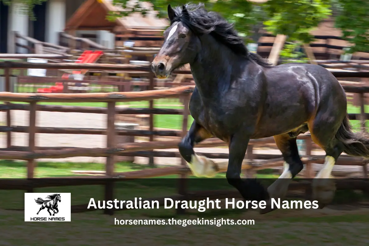 Australian Draught Horse Names