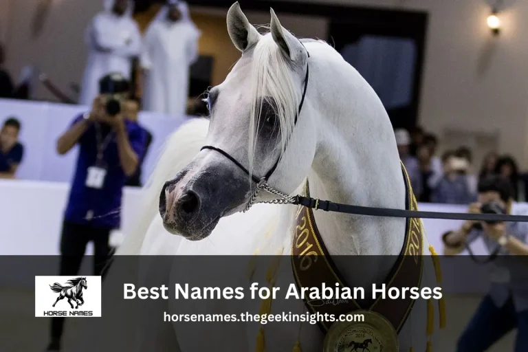 Famous Horse Names From History And Movies Horse Names