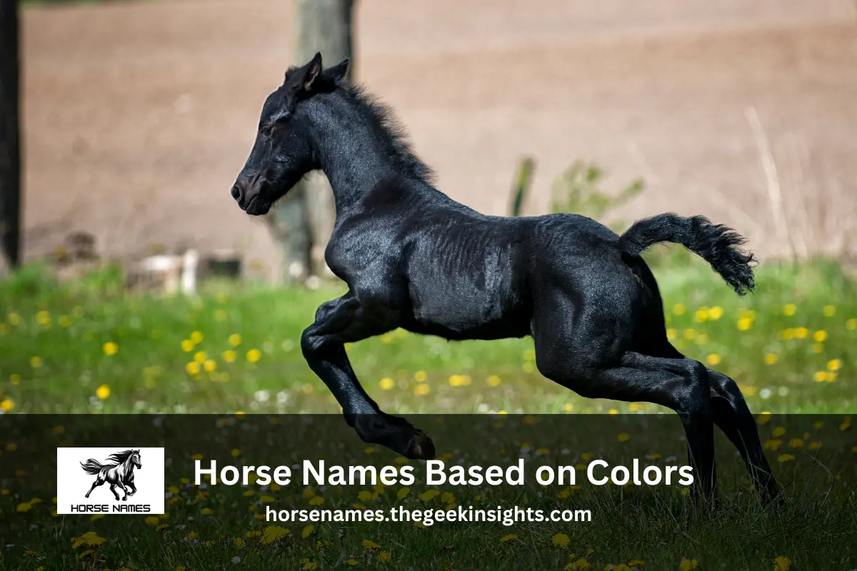 Horse Names Based on Colors