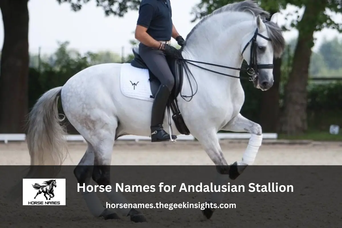 Horse Names for Gorgeous Andalusian Stallion