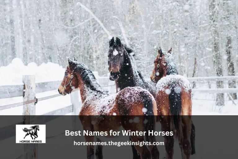 Best Names for Winter Horses