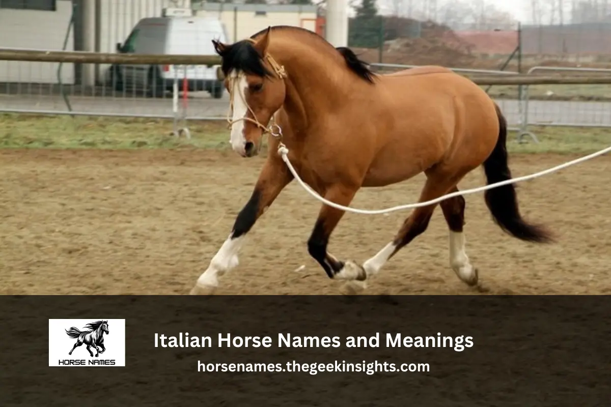 Italian Horse Names and Meanings