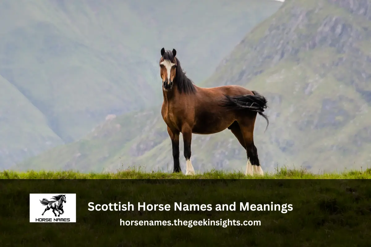 Scottish Horse Names and Meanings