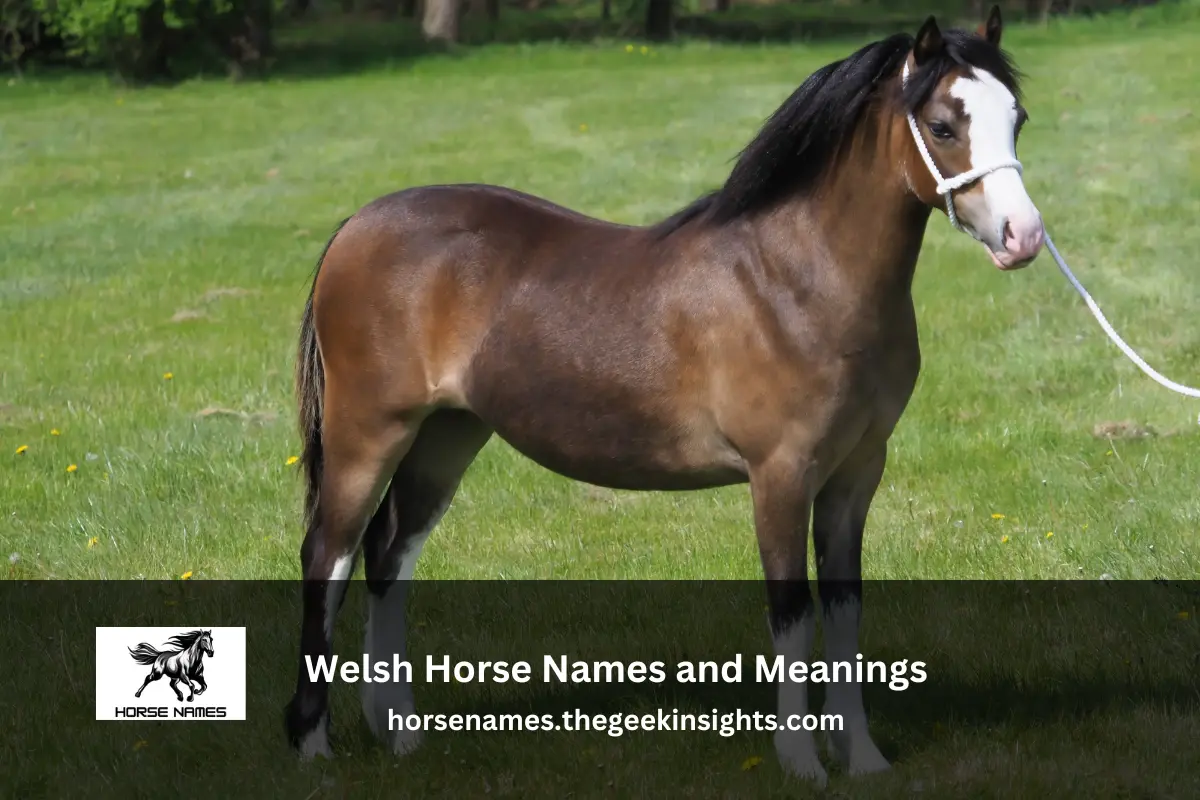 Welsh Horse Names and Meanings
