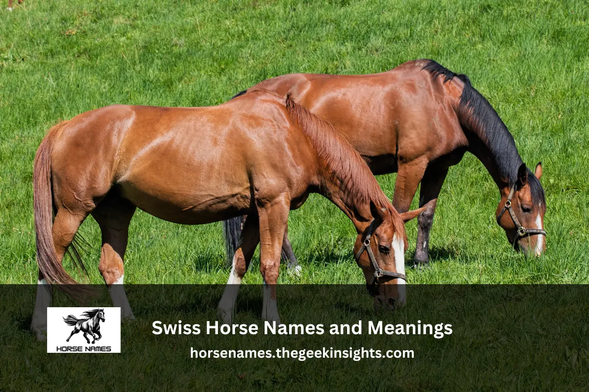 Swiss Horse Names and Meanings