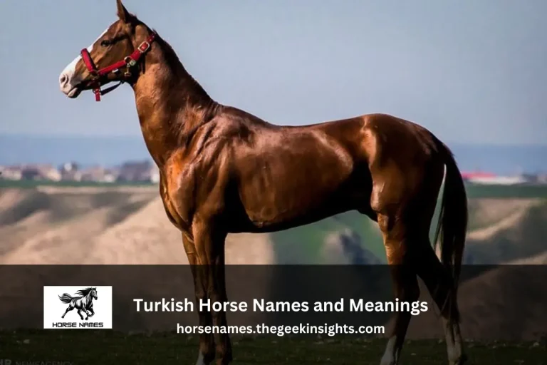 Turkish Horse Names and Meanings