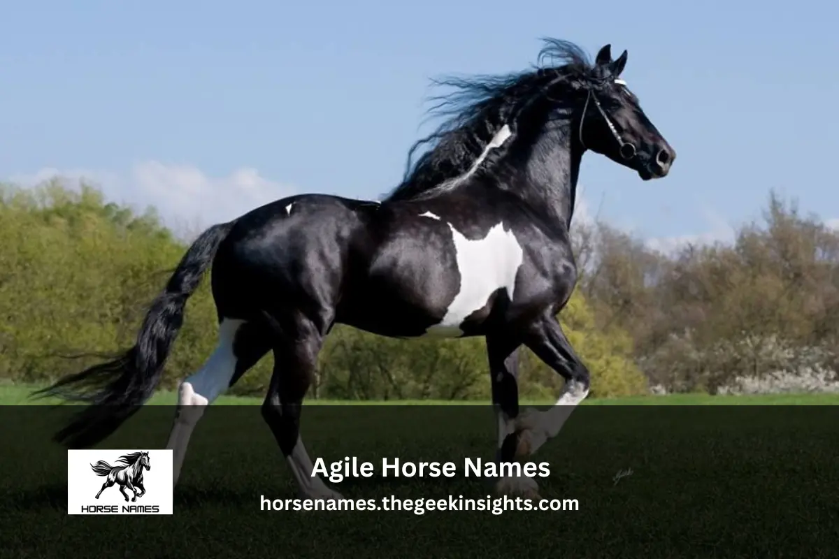 Agile Horse Names