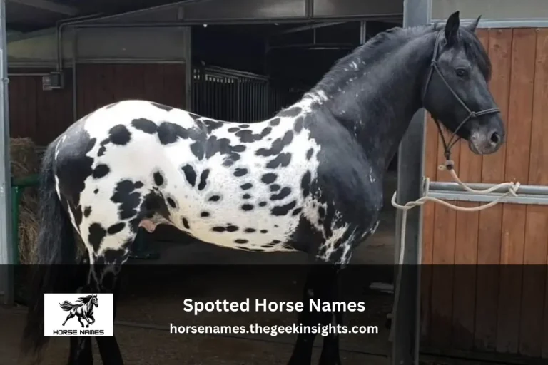 Spotted Horse Names