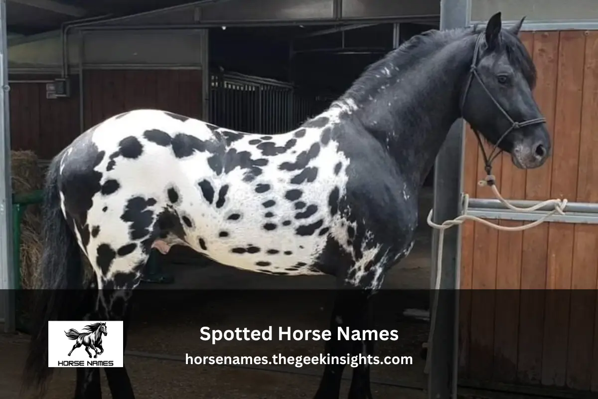 Spotted Horse Names