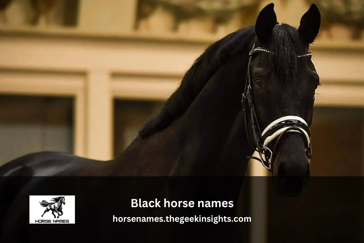 Black horse names