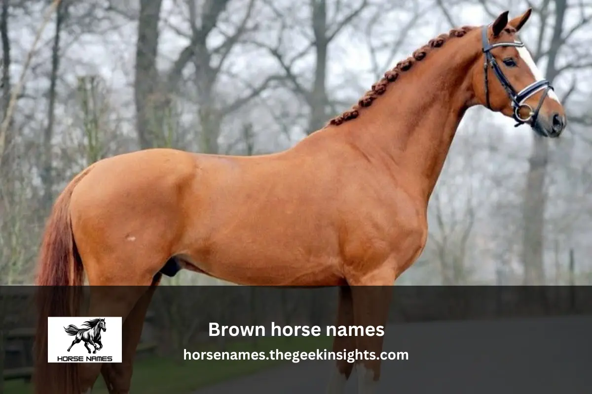 Brown horse names