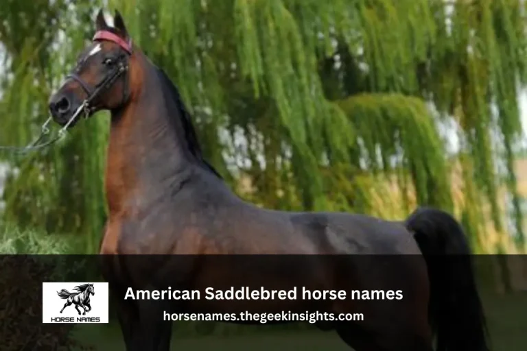 American Saddlebred horse names