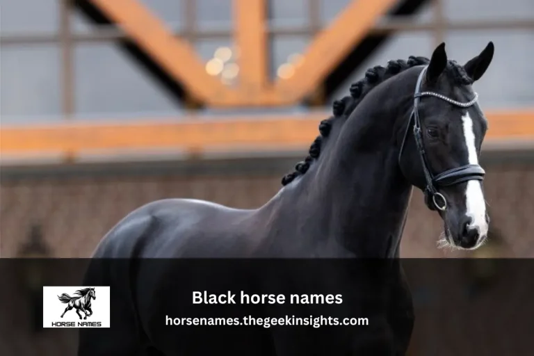 Black horse names (1)