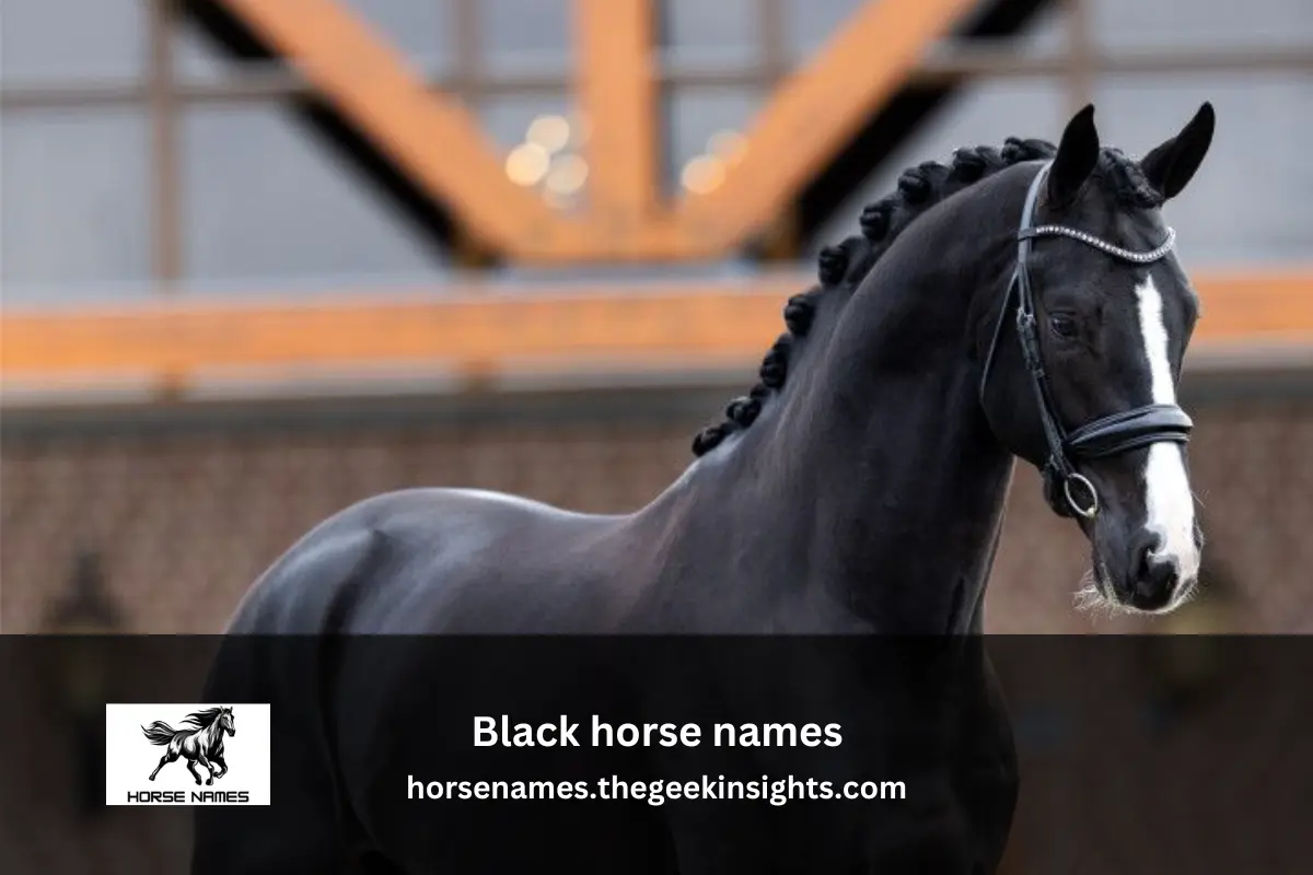 Black horse names (1)