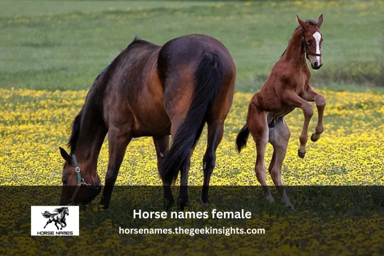 Horse Names Female