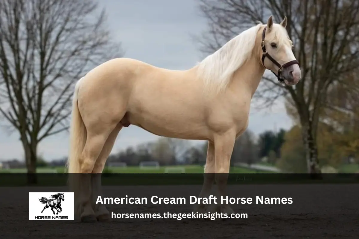 American Cream Draft Horse Names