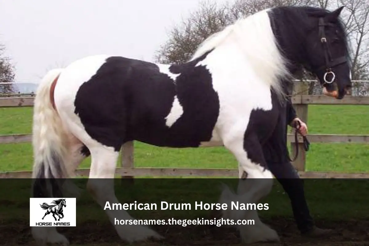 American Drum Horse Names