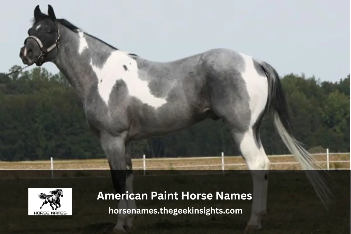 American Paint Horse Names