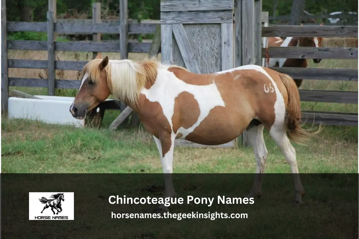 Chincoteague Pony Names