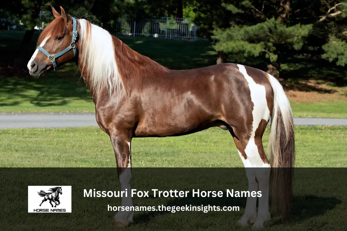 Missouri Fox Trotter Horse Names