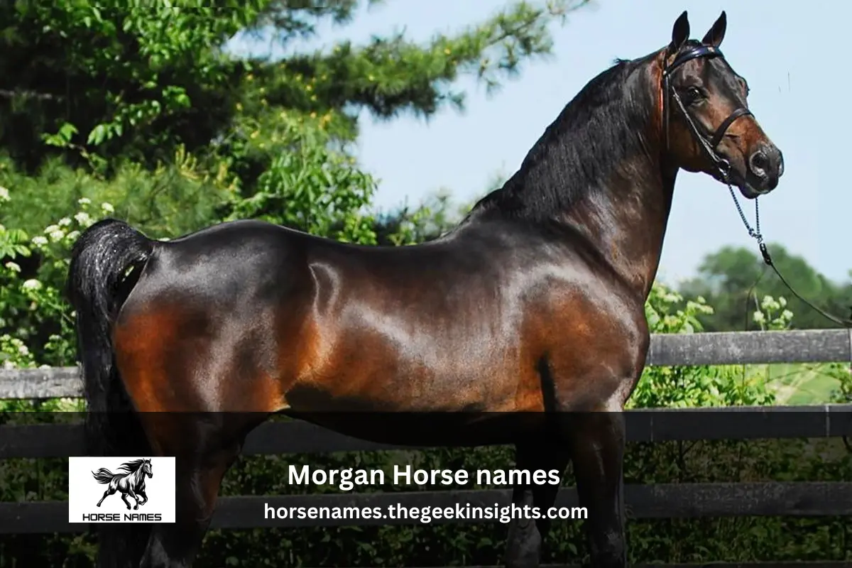 Morgan Horse names