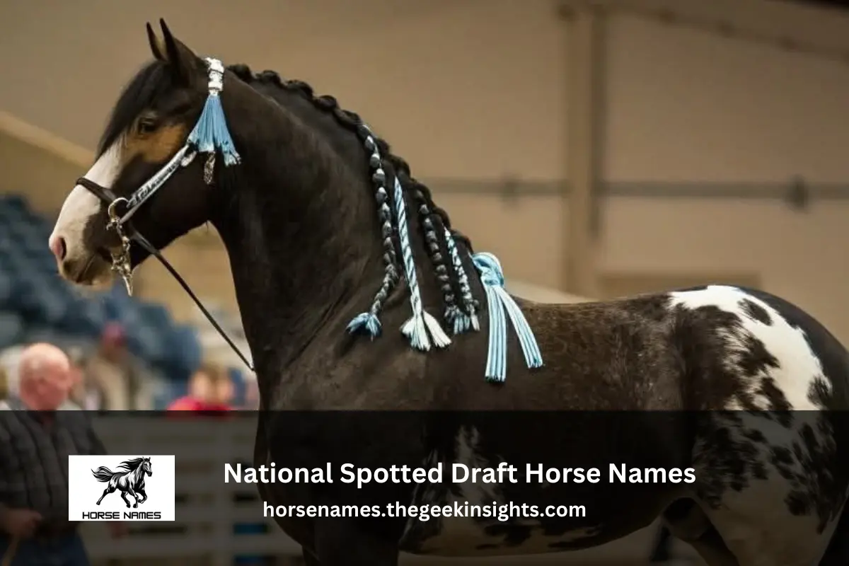 National Spotted Draft Horse Names