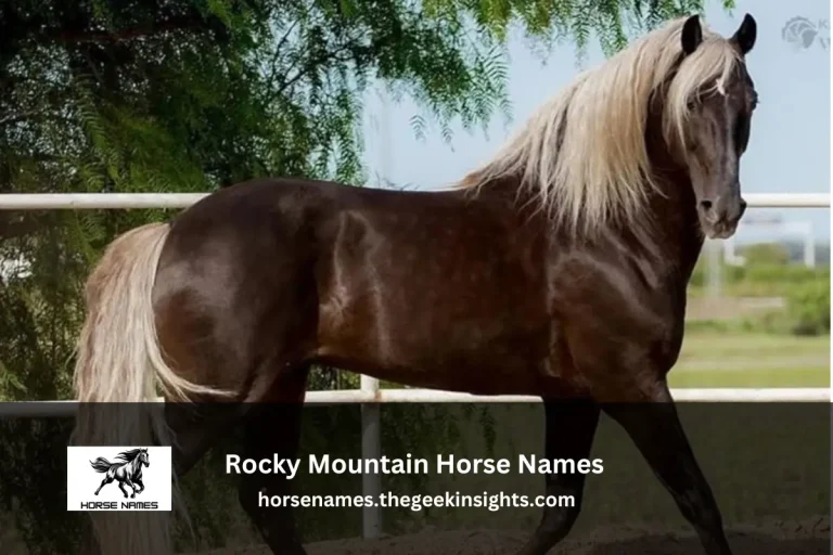 Rocky Mountain Horse Names