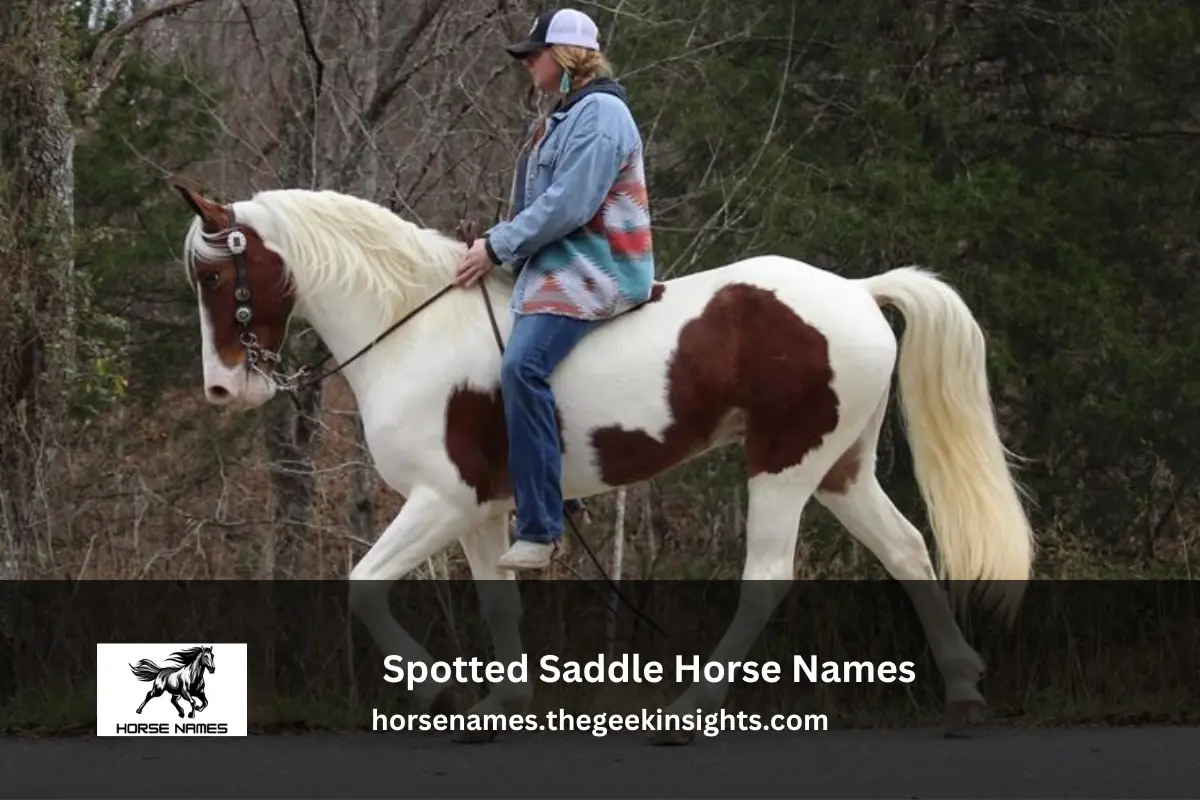 Spotted Saddle Horse Names